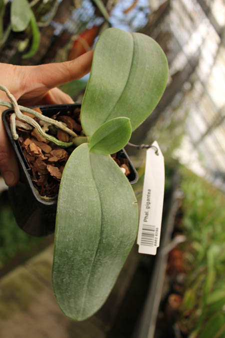 P gigantea.jpg
