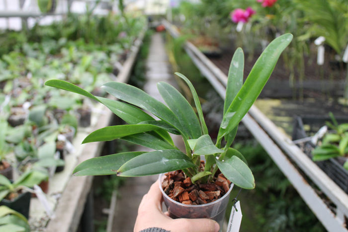 Laeliocattleya Pure Soul 'Yutaka Morimoto'.jpg