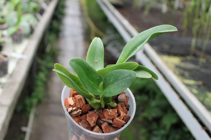 Sophrolaeliocattleya Little Hazel 'M'.jpg