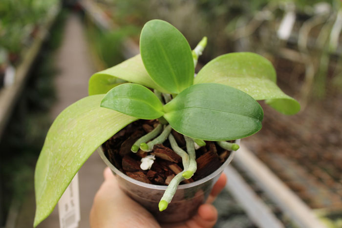 Phalaenopsis tetraspis alba x equestris alba.jpg