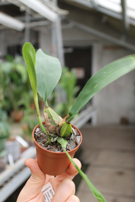 Bifrenaria tetragona.jpg