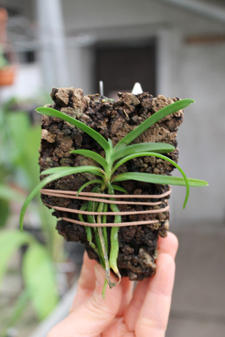 Christensonia vietnamica.jpg