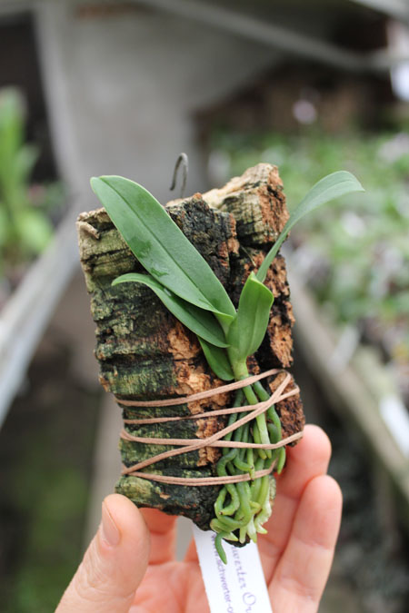 Margelliantha burttii.jpg