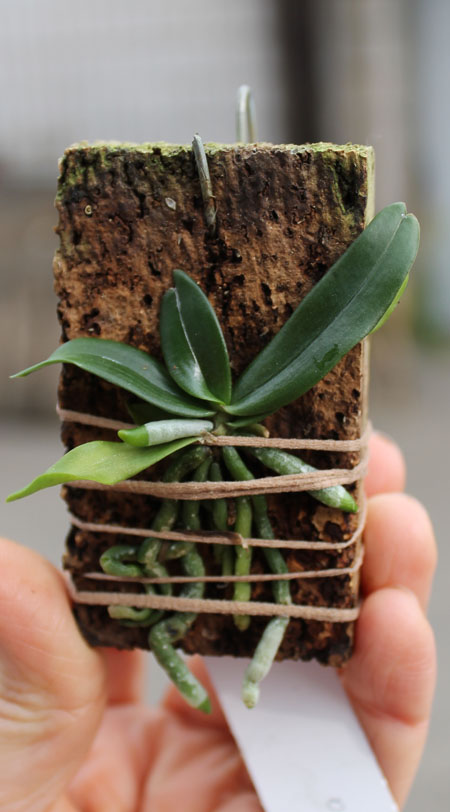 Aerangis rhodosticta.jpg