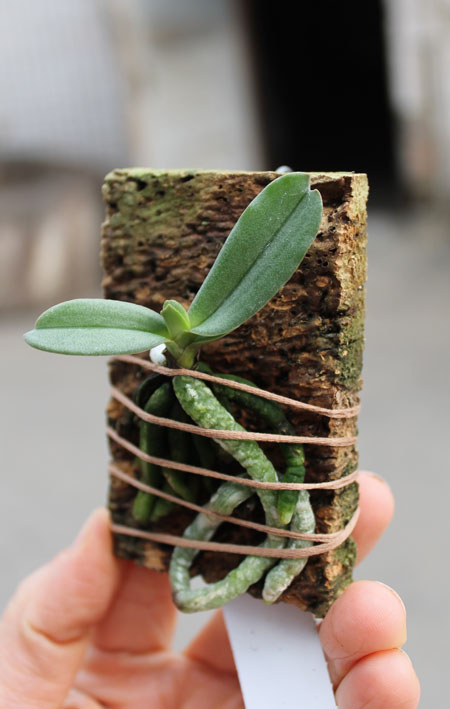 Aerangis verdickii.jpg