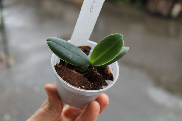 Aerangis fastuosa.jpg