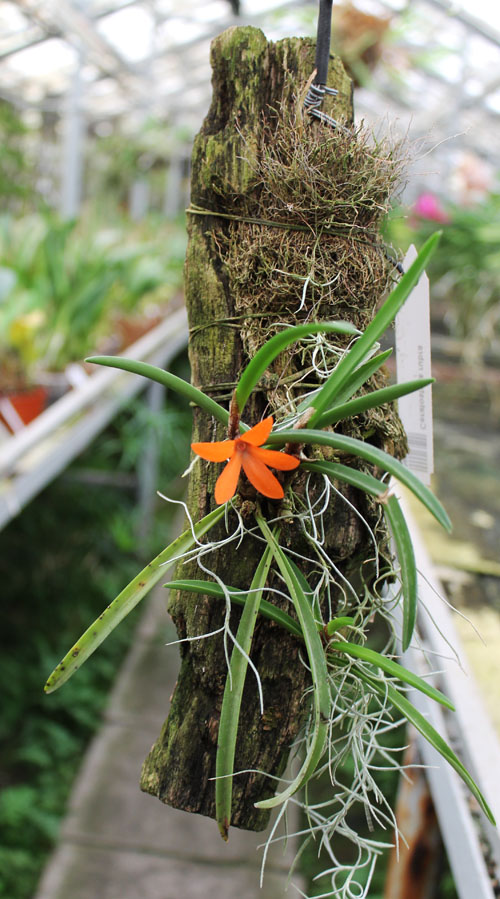 Ceratostylis rubra.jpg