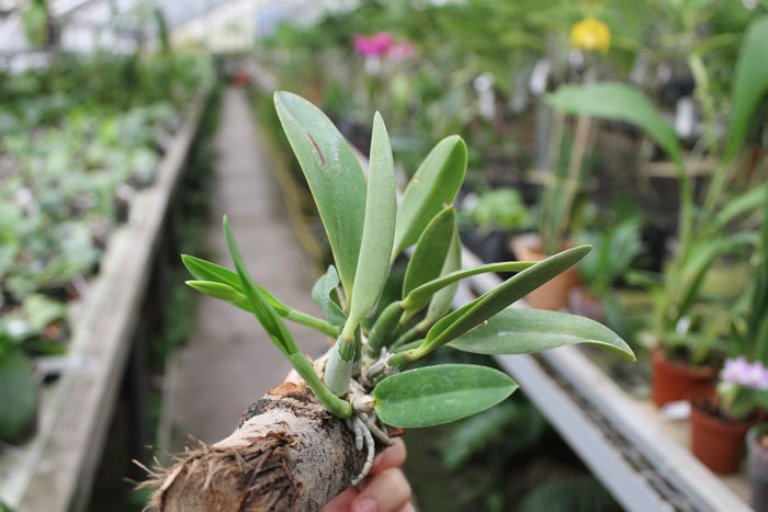 Laelia pumila.jpg