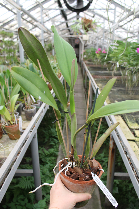 Potinara Perfect Choice 'Purple Lady'.jpg