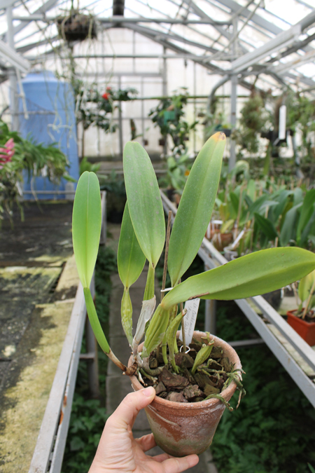 Laeliocattleya Canhamiana coerulea 'Azure Skies'.jpg