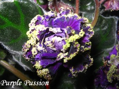 IMG_0048.JPG
