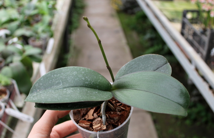 Phalaenopsis Kaoda Twinkle 'Black Shoot'.JPG
