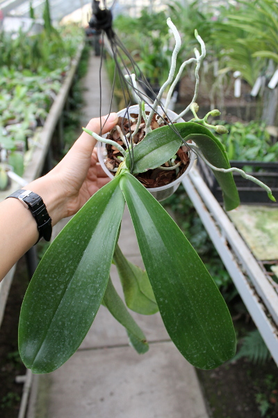 Phalaenopsis Joey (gigantea x lueddemanniana).JPG