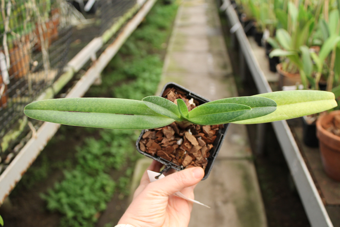Paphiopedilum Dollgoldi.jpg