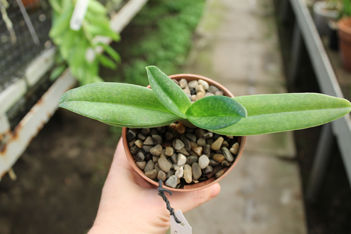 Paphiopedilum Delrosi 'In-Charm' x hangianum '#2.jpg