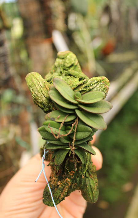 Schoenorchis fragrans1.jpg