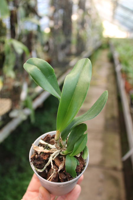 Laelia jongheana.jpg