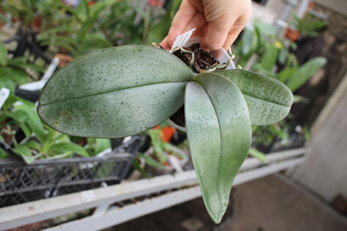 Phalaenopsis Gretchen (stuartiana puntatissima x gigantea).jpg