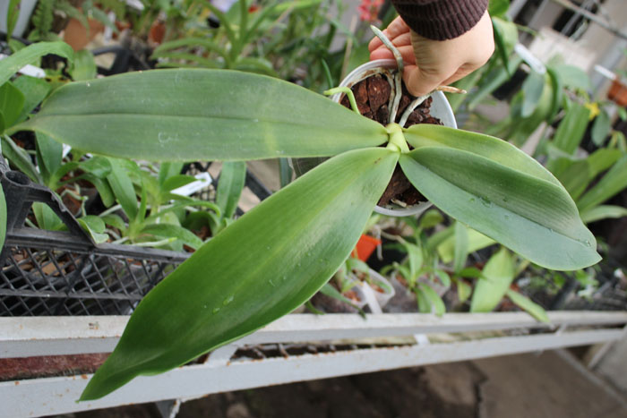 Phalaenopsis tetraspis x gigantea.jpg