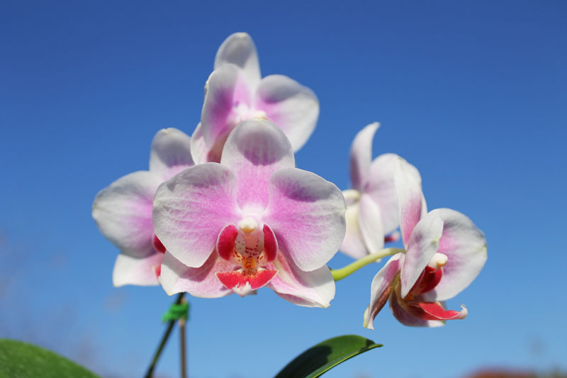 Phalaenopsis Yaphon Glad Canary.jpg