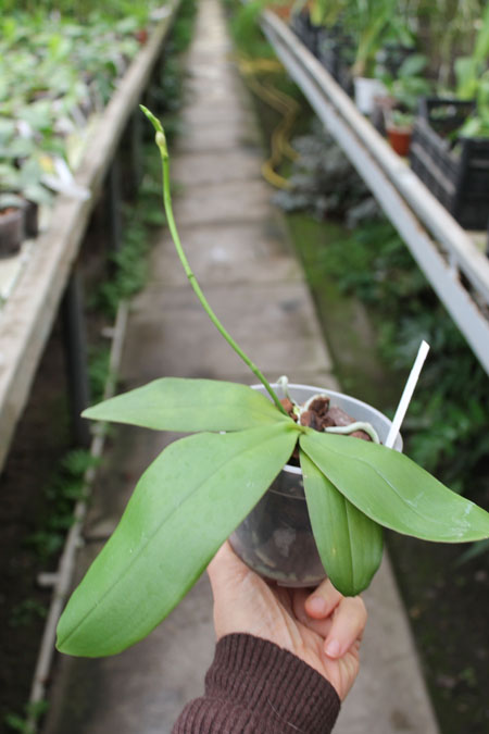 Phalaenopsis tetraspis 'Red Mark' x stuartiana nobilis 'Lemon Yellow'.jpg