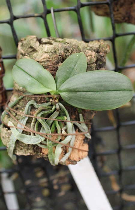 Phalaenopsis lowii.jpg