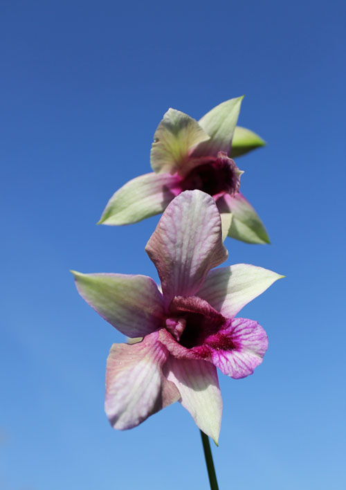 Dendrobium Rainbow Fantasy.jpg