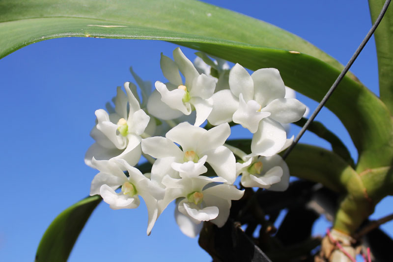 Rhynchostylis gigantea white.jpg