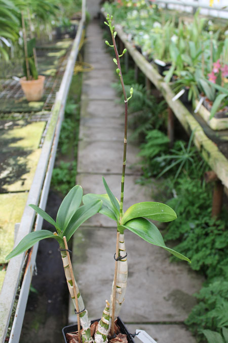 Dendrobium Jairak Min 'Mangosteen'.jpg