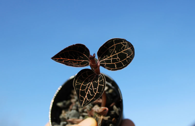 Anoectochilus papuanum.jpg