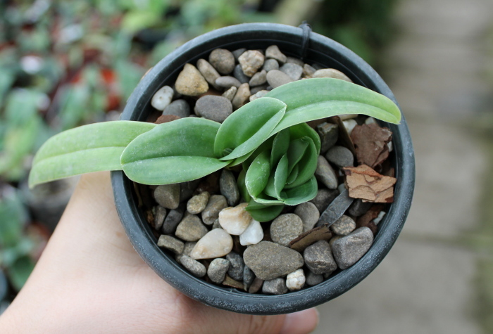 Paphiopedilum fairrieanum.JPG