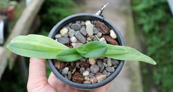 Paphiopedilum fairrieanum2.JPG