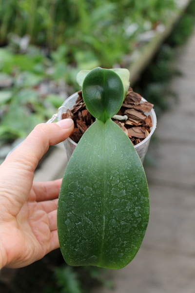 Phalaenopsis gigantea x Golden Peoker 'BL'.JPG