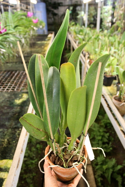 Cattleya Petch Siam.JPG