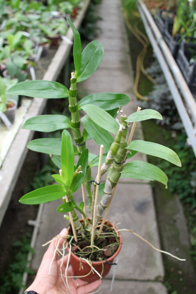 Dendrobium Red Emperor 'Prince'.JPG
