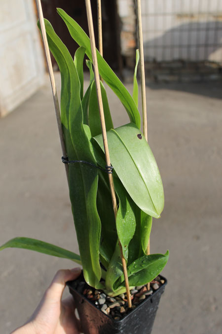 Paphiopedilum In-Charm Lady.jpg