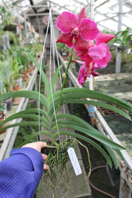 Vanda Suwapee Blue x Vanda Dr Anek.jpg
