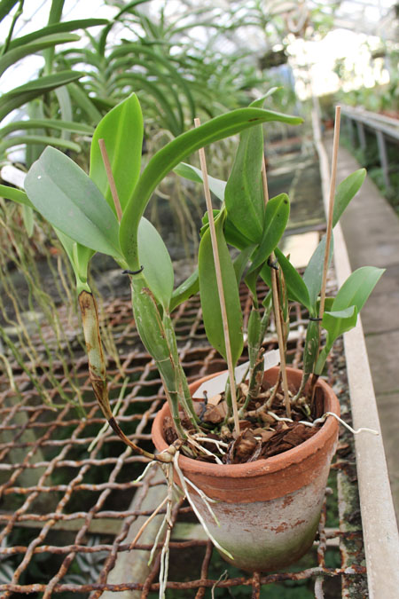 Cattleya skinneri.jpg