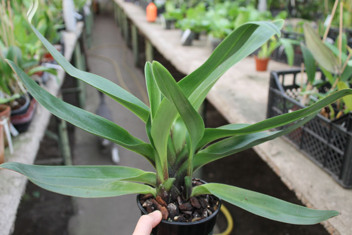 Paphiopedilum Lippewunder hybrid.jpg