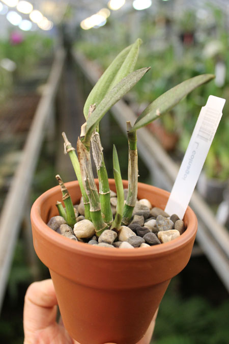 Laelia colnagoi.jpg