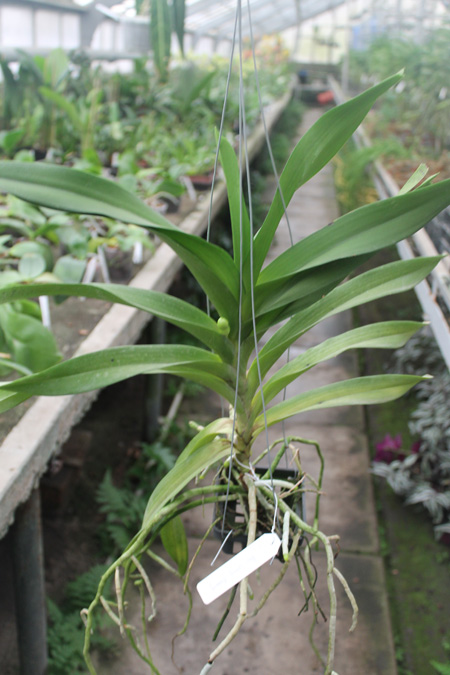 Aeridovanda Luang Prabang.jpg