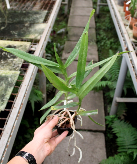 Vanda Esmeralda clarkei x coerulea.JPG