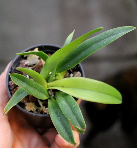 Sophrolaelia Psyche 'China'.JPG