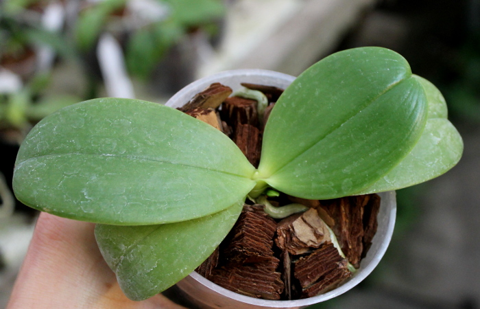 Phalaenopsis bellina 'blue'.JPG