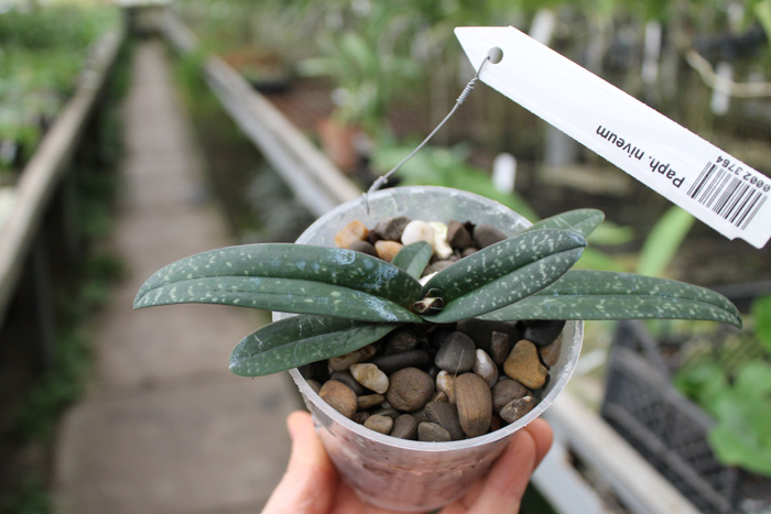 Paphiopedilum niveum.jpg