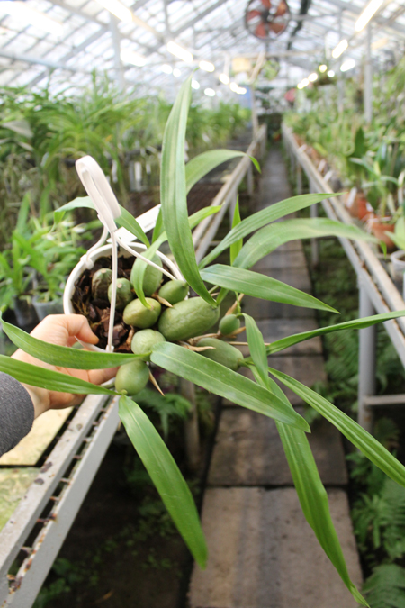 Coelogyne cristata.jpg