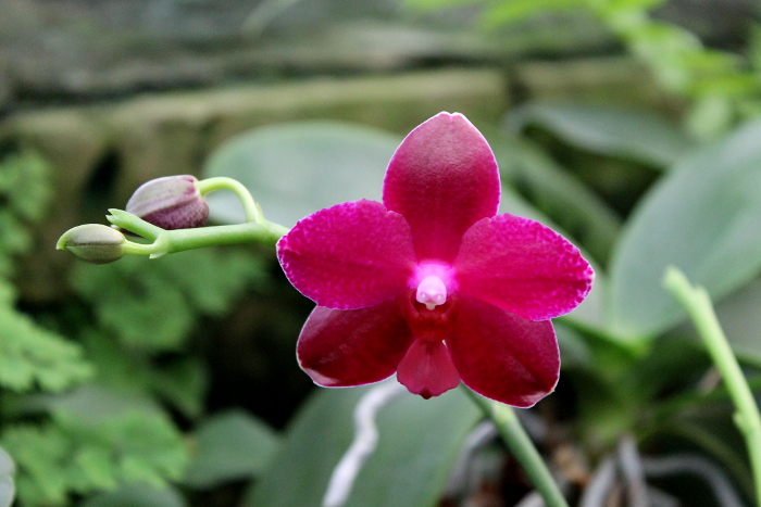 Phalaenopsis Sogo Relax 'F-1661'.JPG