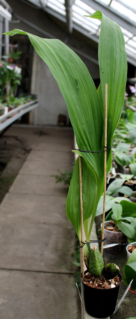 Lycaste Muromachi.JPG