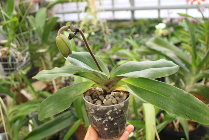Paphiopedilum moquetteanum.jpg