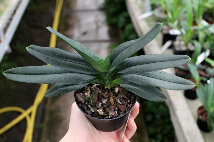 Paphiopedilum In Charm Handel (hangianum x delenatii).JPG